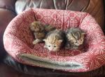 Sophie Maverick Milo - Siberian Cat For Sale - Chelsea&comma; MA&comma; US