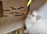 Himalayan Persian Kitten - Himalayan Cat For Sale - Satellite Beach&comma; FL&comma; US