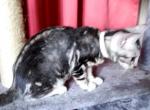 Oreo Snow Marbled Female - Bengal Cat For Sale - Bradner&comma; OH&comma; US