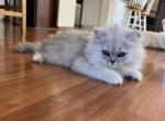 Papillon - Persian Cat For Sale - Farmington&comma; MI&comma; US