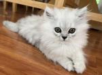 Blue Morpho - Persian Cat For Sale - Farmington&comma; MI&comma; US