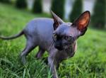Mi Amore Sphinx Amelia - Sphynx Cat For Sale - Mundelein&comma; IL&comma; US