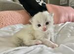July 12 litter - Ragdoll Cat For Sale - Fort Lauderdale&comma; FL&comma; US