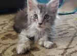 Star polydactal female Coreen x Bo litter - Maine Coon Cat For Sale - Crestview&comma; FL&comma; US