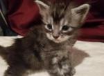 Lincoln black silver tabby polydactal male - Maine Coon Cat For Sale - Crestview&comma; FL&comma; US