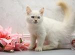 Zefir of Romanov Dynasty - Siberian Cat For Sale - Ashburn&comma; VA&comma; US