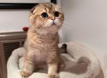 BOLIK - Scottish Fold Cat For Sale - San Mateo&comma; CA&comma; US