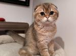 Bolikk - British Shorthair Cat For Sale - San Mateo&comma; CA&comma; US
