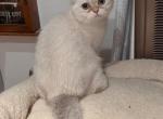 Gelikk - British Shorthair Cat For Sale - San Mateo&comma; CA&comma; US