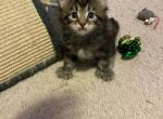 Dark tabby Maine coon - Maine Coon Cat For Sale - Chapel Hill&comma; NC&comma; US