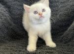 Scottish Fold Golden Colorpoint Boy Harper - Scottish Fold Cat For Sale - Odessa&comma; FL&comma; US