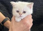 Scottish Fold Golden Colorpoint Girl Holly - Scottish Straight Cat For Sale - Odessa&comma; FL&comma; US