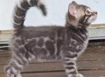 Rare Blue Bengal kitten - Bengal Cat For Sale - Norwalk&comma; OH&comma; US