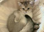 Tasia - British Shorthair Cat For Sale - New York&comma; NY&comma; US