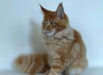 Jambo - Maine Coon Cat For Sale - New York&comma; NY&comma; US
