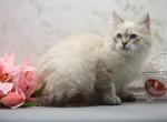 Tourmaline of Romanov Dynasty - Siberian Cat For Sale - Ashburn&comma; VA&comma; US