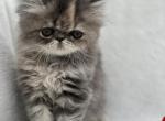 Bella - Exotic Cat For Sale - Vancouver&comma; WA&comma; US