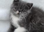 Rose - Exotic Cat For Sale - Vancouver&comma; WA&comma; US