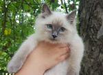 Beatrice - Siberian Cat For Sale - Brooklyn&comma; NY&comma; US