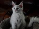 Willow and Chathams Kittens - Maine Coon Cat For Sale - Fall River&comma; MA&comma; US