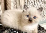 RESERVED Chocolate Point Ragdoll Kitten - Ragdoll Cat For Sale - Beach Park&comma; IL&comma; US