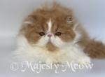 Jesica - Persian Cat For Sale - Yucca Valley&comma; CA&comma; US