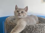 Leo - Scottish Straight Cat For Sale - Renton&comma; WA&comma; US