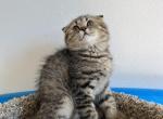 Mia - Scottish Fold Cat For Sale - Renton&comma; WA&comma; US