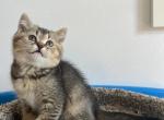 Benny - Scottish Straight Cat For Sale - Renton&comma; WA&comma; US