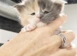 Seraphina and Maximus - Maine Coon Cat For Sale - Boerne&comma; TX&comma; US