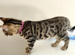 Bengal Female kitten - Bengal Cat For Sale - Beach Park&comma; IL&comma; US