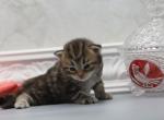 Fontana of Romanov Dynasty - Siberian Cat For Sale - Ashburn&comma; VA&comma; US