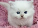 Blue traditional - Ragdoll Cat For Sale - Farmville&comma; VA&comma; US