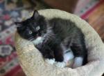 Black solid mitted - Ragdoll Cat For Sale - Farmville&comma; VA&comma; US