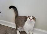 Boston - Scottish Fold Cat For Sale - Levittown&comma; PA&comma; US