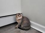 Brownie - Scottish Fold Cat For Sale - Levittown&comma; PA&comma; US