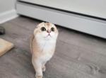 Amos - Scottish Fold Cat For Sale - Levittown&comma; PA&comma; US