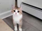 Zak - Scottish Fold Cat For Sale - Levittown&comma; PA&comma; US