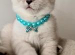 Tobby - Scottish Straight Cat For Sale - New York&comma; NY&comma; US