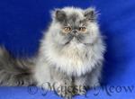 Sheila - Persian Cat For Sale - Yucca Valley&comma; CA&comma; US