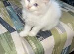 Blue Bi color female - Ragdoll Cat For Sale - Butler&comma; PA&comma; US