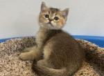 Lusy - Scottish Straight Cat For Sale - Renton&comma; WA&comma; US