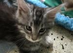 Reserved EXTR LARGE SILVER MAINE COON KITTEN Dawon - Maine Coon Cat For Sale - Chipley&comma; FL&comma; US
