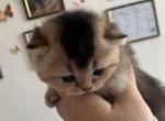 Sonia - British Shorthair Cat For Sale - Brooklyn&comma; NY&comma; US