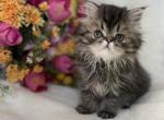 Pebbles - Persian Cat For Sale - Henderson&comma; CO&comma; US