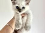 RESERVED Blue Point Ragdoll Kitten - Ragdoll Cat For Sale - Beach Park&comma; IL&comma; US