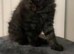 Smoke ragdoll - Ragdoll Cat For Sale - Oklahoma City&comma; OK&comma; US