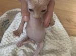Odd eye elf kittens - Sphynx Cat For Sale - Massapequa&comma; NY&comma; US