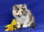 Cali - Persian Cat For Sale - Yucca Valley&comma; CA&comma; US