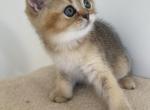 Scottish straight and fold kittens - Scottish Straight Cat For Sale - Staten Island&comma; NY&comma; US